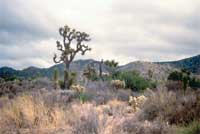 Figure 2 is a photograph showing a Yucca Tree in the Mojave Desert.